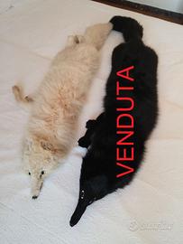 Stola di volpe intera bianca