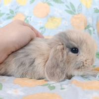 Cuccioli Minilop Puri con Pedigree