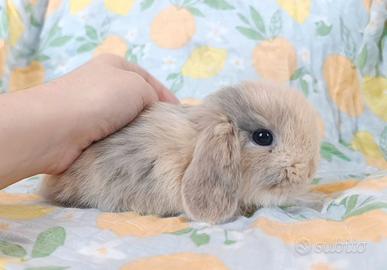 Cuccioli Minilop Puri con Pedigree