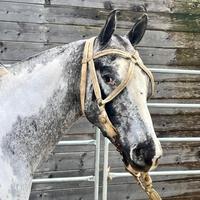 Cavallo Appaloosa argentino