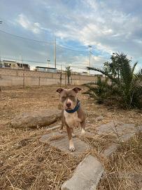 Monta pitbull