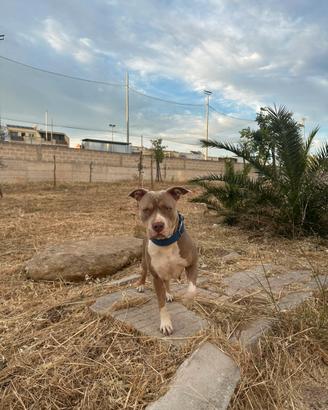 Monta pitbull
