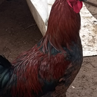 Galli