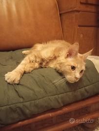 Maine Coon Pedigree