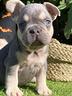 bulldog-francesi-esotici