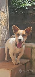 Maschio jack russel di quasi 2 anni