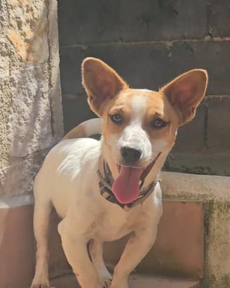 Maschio jack russel di quasi 2 anni