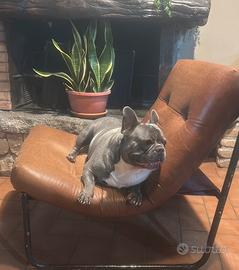 Bulldog francese stallone