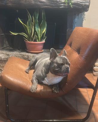 Bulldog francese stallone