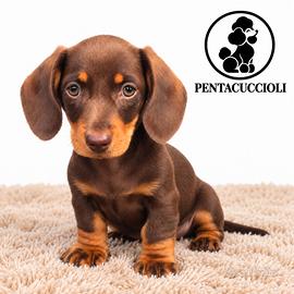 Cucciola di Bassotto chocolate femmina -
