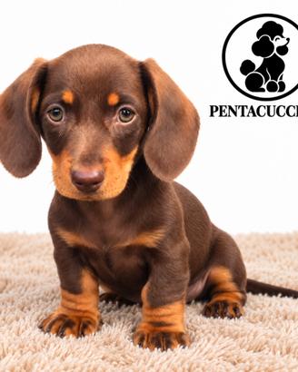 Cucciola di Bassotto chocolate femmina -