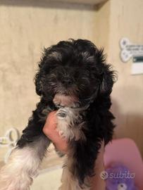 Maltipoo phantom maschio
