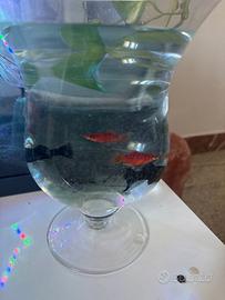 4 pesci 2 platy 2 molly