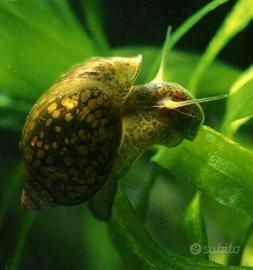 Lumaca lumache acquario laghetto stagno acqua dolc