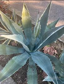 Agave in vaso 