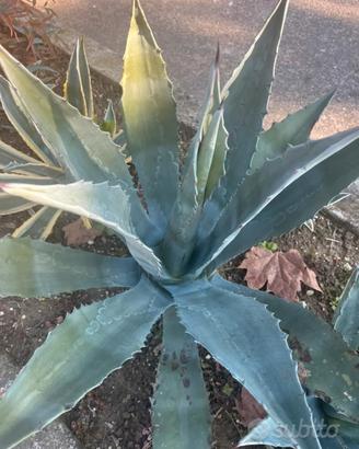 Agave in vaso 