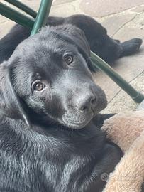 Ultimi due cuccioli Labrador