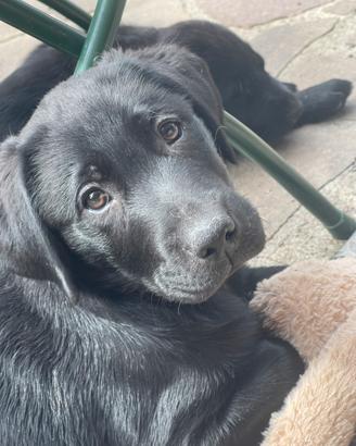 Ultimi due cuccioli Labrador