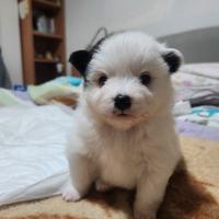 Spitz