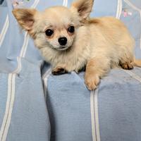 Splendido cucciolo chihuahua, allevamento enci