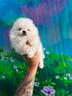 spitz-tedesco-nano-di-pomerania
