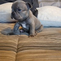 Cuccioli bulldog francese