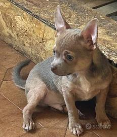 Chihuahua con pedigree