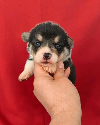 Welsh corgi pembroke