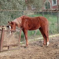 Cavallo