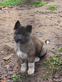 Cuccioli Akita Americano