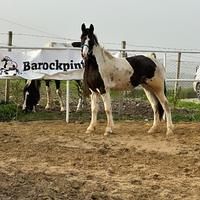 Barockpinto documenti Olandesi