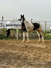 Barockpinto documenti Olandesi