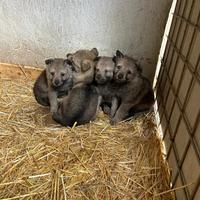 Cuccioli di cane lupo cecoslovacco