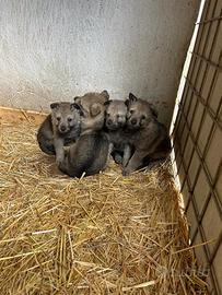 Cuccioli di cane lupo cecoslovacco