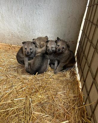 Cuccioli di cane lupo cecoslovacco
