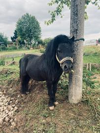 Pony shetland