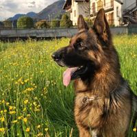 Disponibile per monta