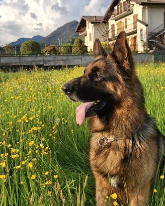 Disponibile per monta