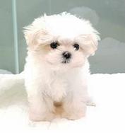 Cucciolo di maltese