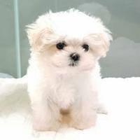 Cucciolo di maltese