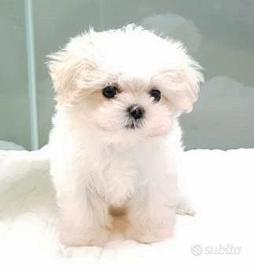 Cucciolo di maltese