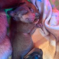 Cuccioli di bassotti nani con pedigree