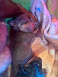 Cuccioli di bassotti nani con pedigree