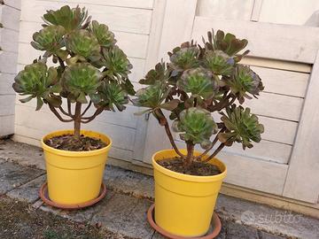 Splendidi esemplari Aeonium Arboreum – Altezza 60