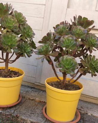 Splendidi esemplari Aeonium Arboreum – Altezza 60
