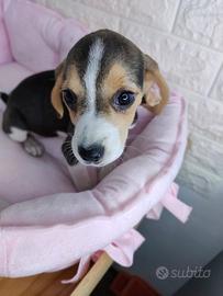 Beagle Pedigree