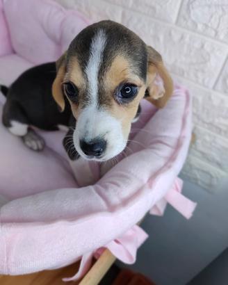 Beagle Pedigree