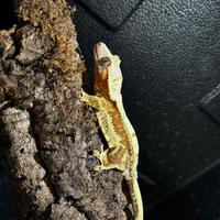 Geko crestato