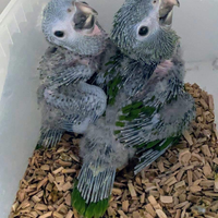 Pappagallo Ara nobilis