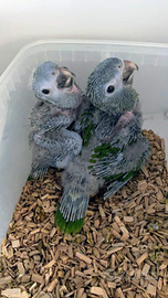 Pappagallo Ara nobilis